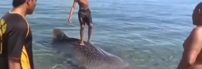 Cucciolo di squalo balena usato come tavoletta da surf: choc nel Mare Arabico