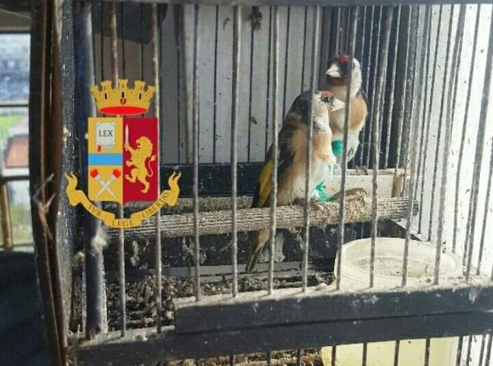 Pompei. Polizia trova 21 uccellini di specie protetta in una cantina e li libera sul Vesuvio